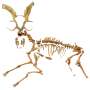 120,000-year-old European fallow deer—tracing the loss of genetic diversity