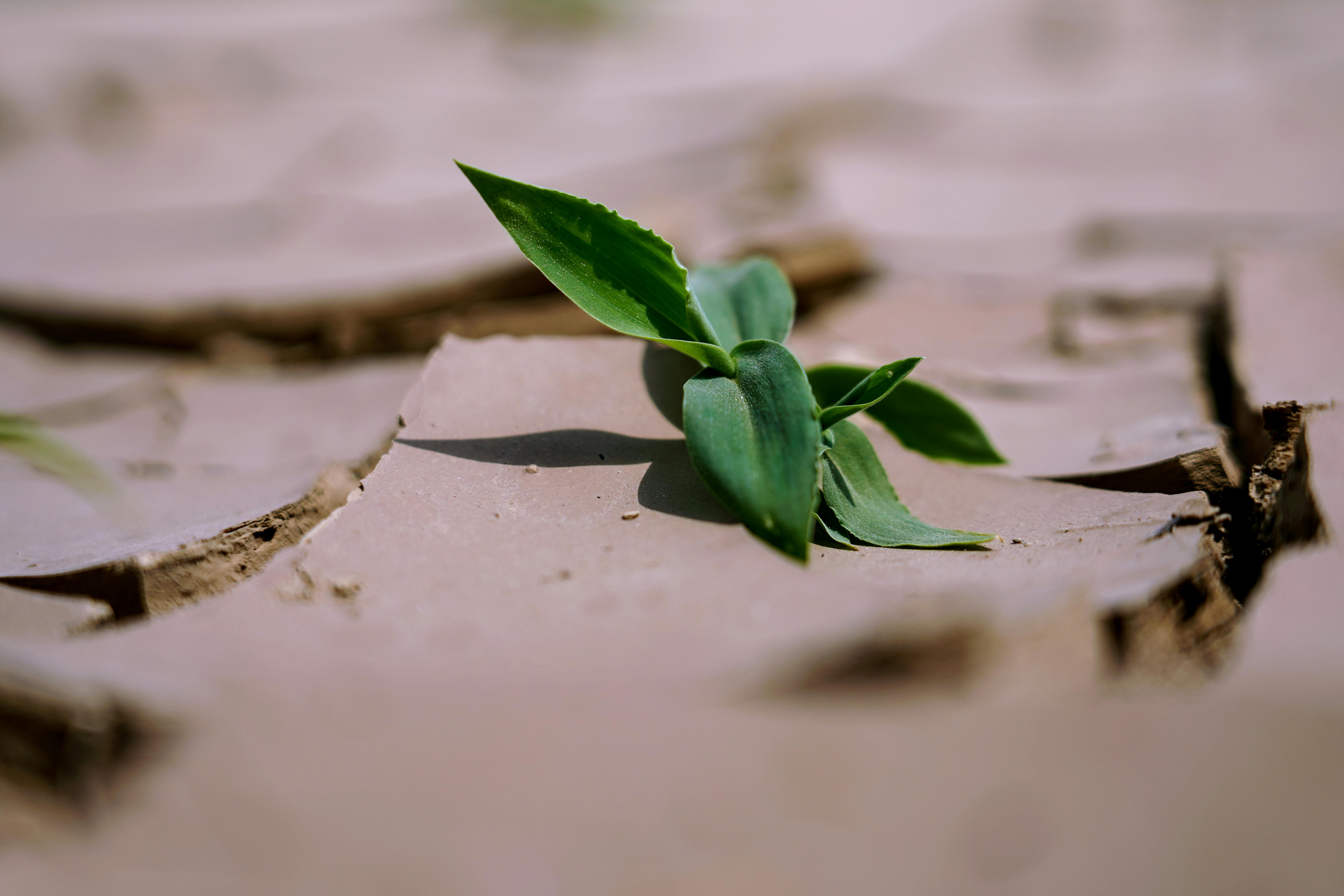 AI, Climate Change, Environment, Sustainability, Energy