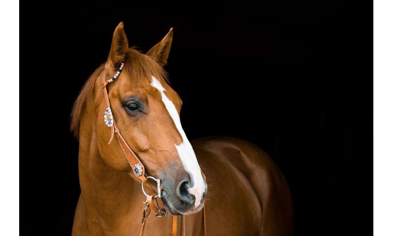 Antibiotic resistance threatens vision in pets and horses, veterinary review warns