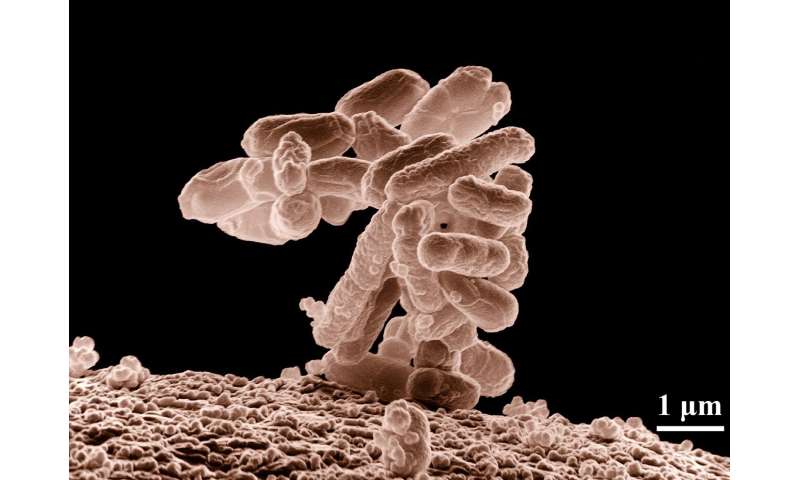 Antibiotics trigger bacterial teamwork, boosting survival through shared proteins