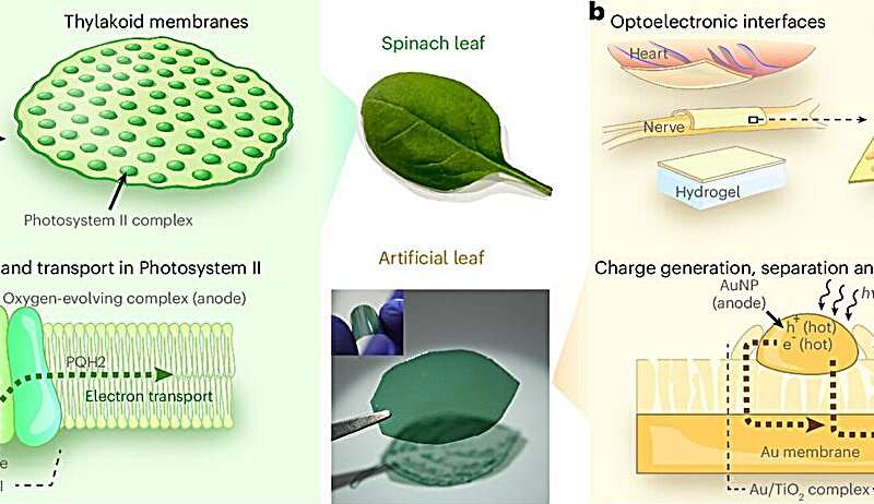 Artificial 'leaf' powers wireless biomedical device