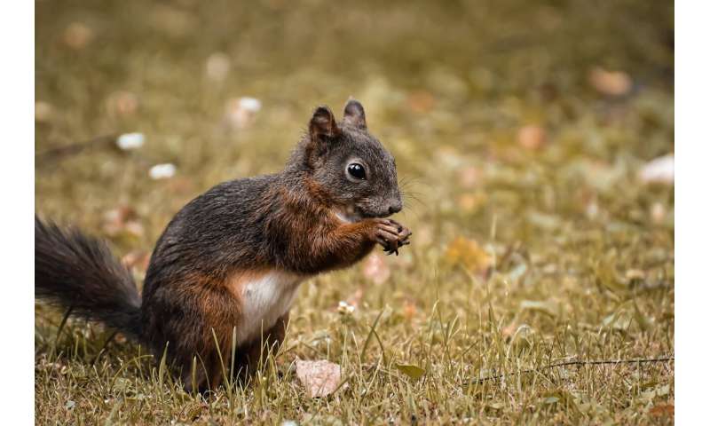 Behavioral flexibility in foraging habits may help animals survive