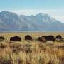 Bison restoration efforts and grazing rights hinge on one question: Are bison wildlife?