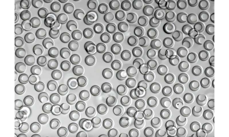 Can scientists learn cells' language? Researchers aim to decode cellular conversations