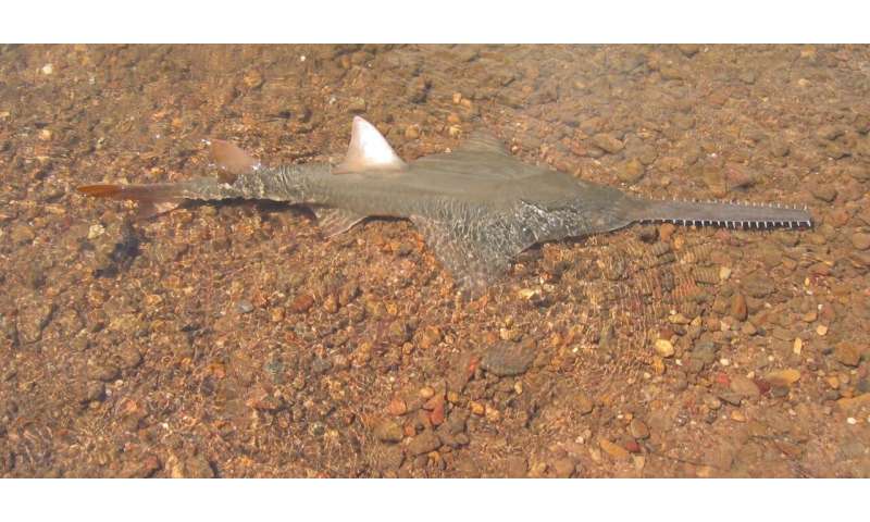 Climate change is causing fish to move to cooler water—what if their escape route is blocked?