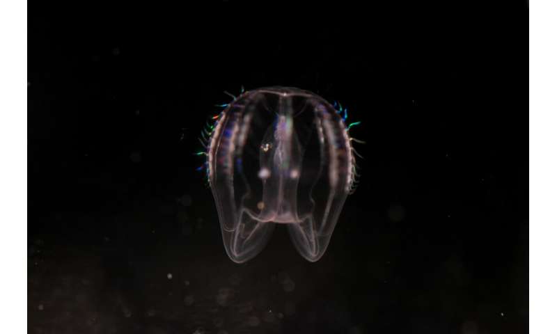 Comb jelly embryos reveal embryonic signaling center shared across early animal evolution