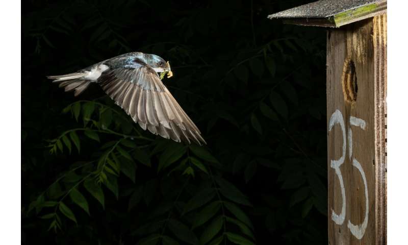 Crashing insect populations lead to smaller tree swallows that reproduce less