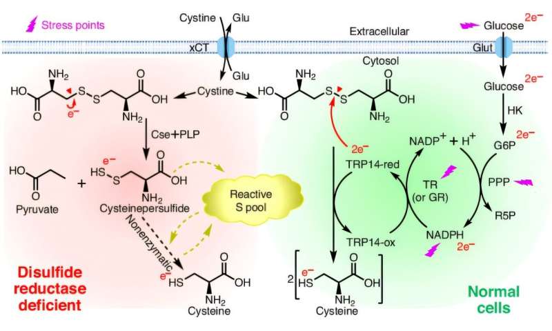 Critical cellular system discovery may lead to treatment of some cancers