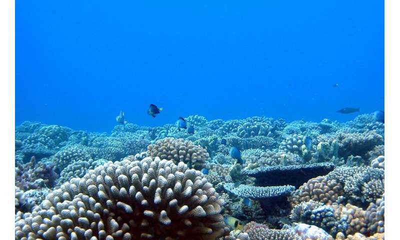 Dead organisms have a lasting ecological legacy, new research shows