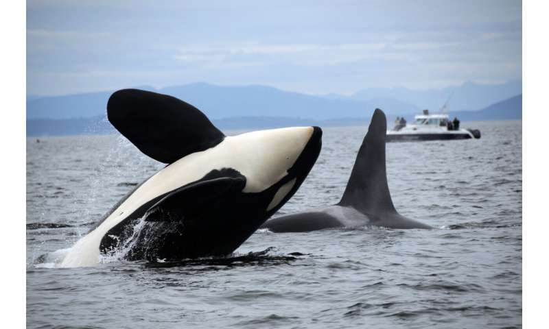 Decades-long dataset shows which orcas are most at home in Puget Sound