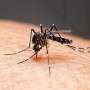 Dengue is no longer just a travel risk—what Google's mosquito plan could mean for your summer