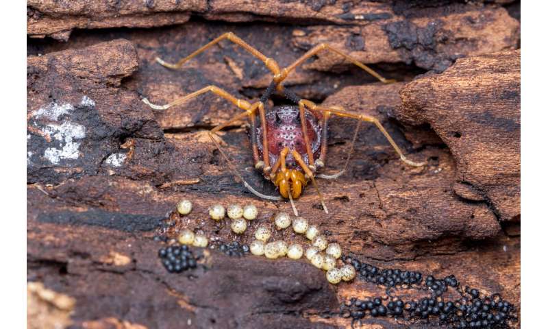 Devoted dads and citizen science: The evolution of parental care in harvestmen spiders is uncovered