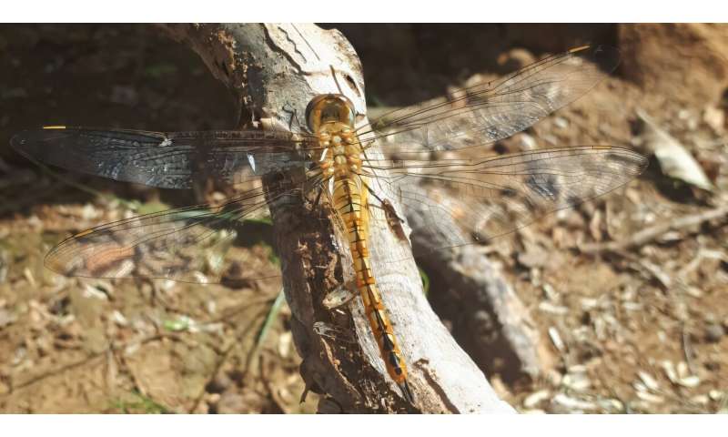 Dragonfly and damselfly migrations crisscross planet, with 100 species confirmed