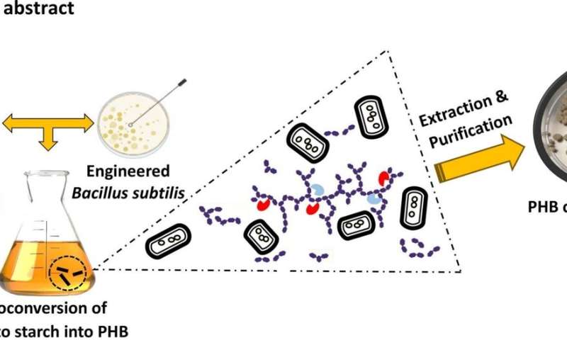 Engineered bacterium turns potato starch into biodegradable plastic in 24 hours