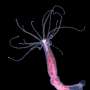 Epigenetic changes can be inherited without changing DNA in animals