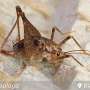 Ever seen a cave cricket? Australia now has three new species of these spindly, spider-like creatures