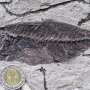 Fossil fishes buried in the desert reveal a missing chapter in marine history