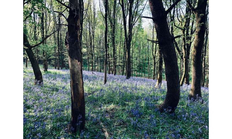 Greater international cooperation is needed to achieve the UN's global forest goals