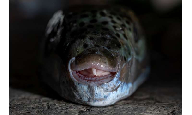 Greek fishermen struggle to keep up with pufferfish invaders