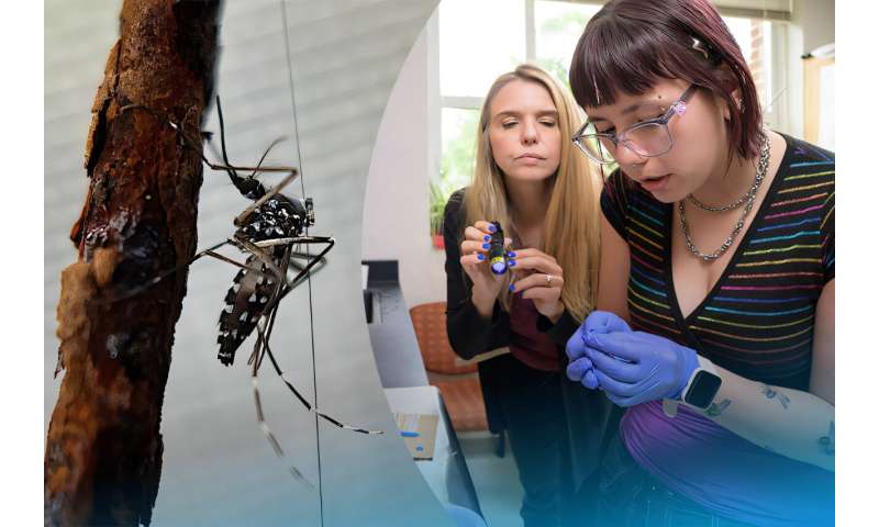 Harmonic radar tags reveal how mosquitoes move through fields and parkland