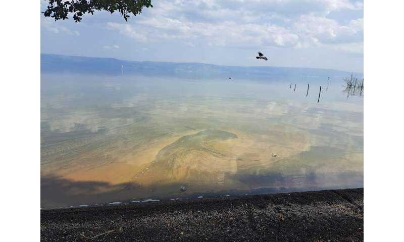 Heat-surviving cyanobacteria switch to respiration when photosynthesis falters, 48-hour test reveals