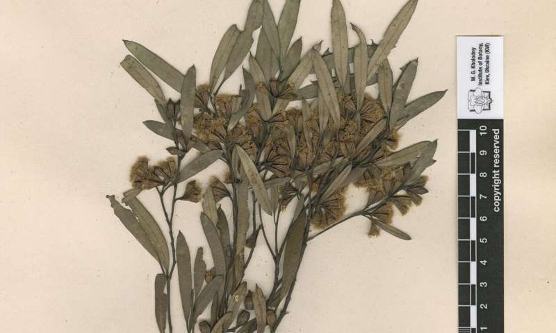 Hidden botanical treasures in war-torn Kyiv need global support, study shows