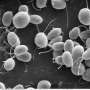Hidden protein switch controls photosynthesis as light conditions change
