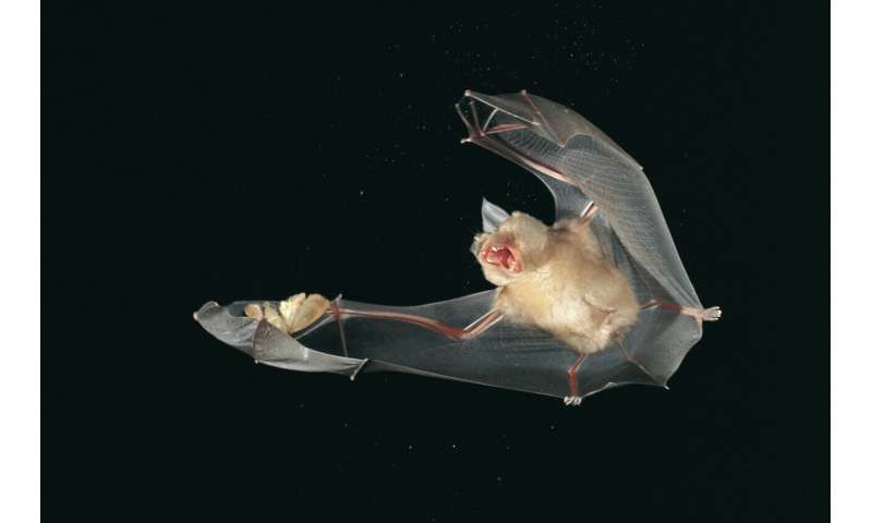 Horseshoe bats use echolocation to separate background echoes from those of fluttering prey