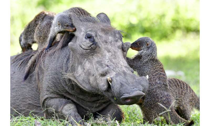 How animals communicate to work together across species boundaries