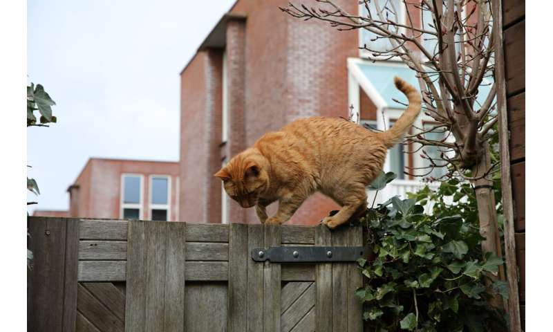 How you can stop your cat from bringing home unwelcome pathogens