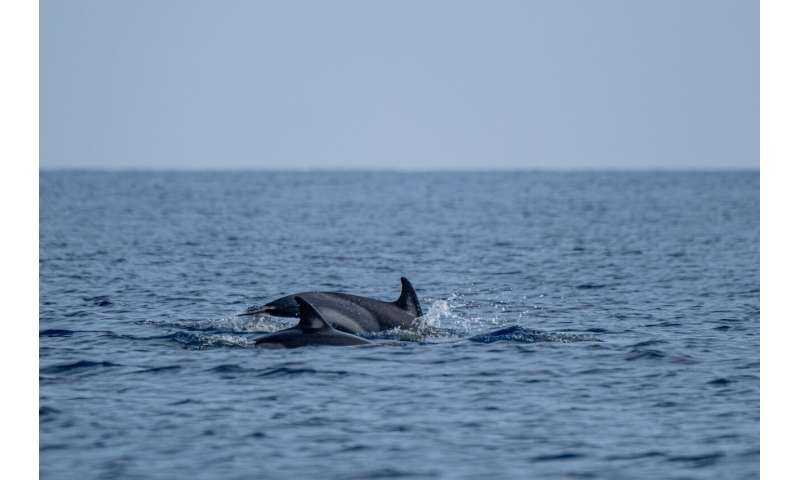 International study reveals differences in the health of porpoises in the North Sea