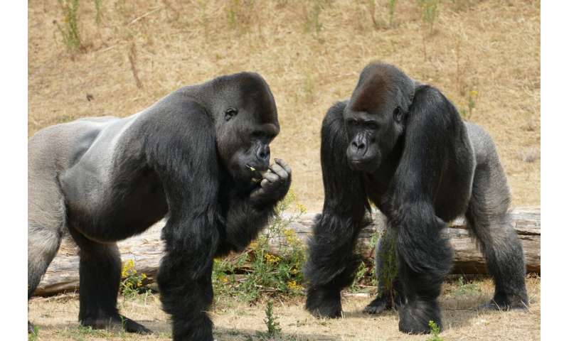 Like humans, great apes think differently from each other