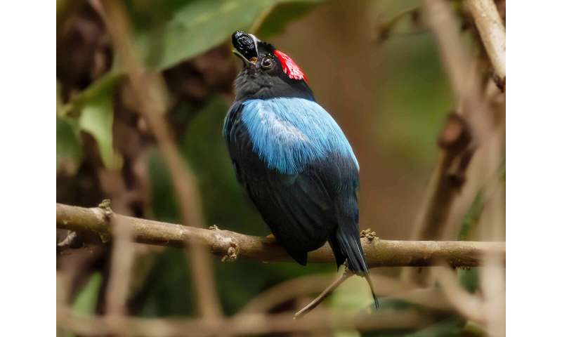 Manakins' dazzling dances may owe their origins to an ancient diet shift