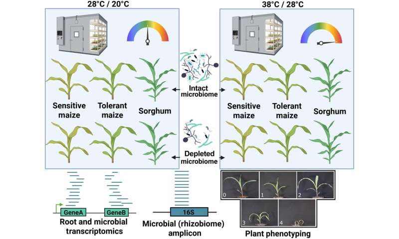 Microbial partners may help maize and sorghum respond to higher temperatures