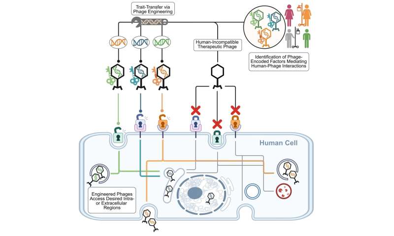 Molecular anchors on gut phages could open new therapeutic avenues