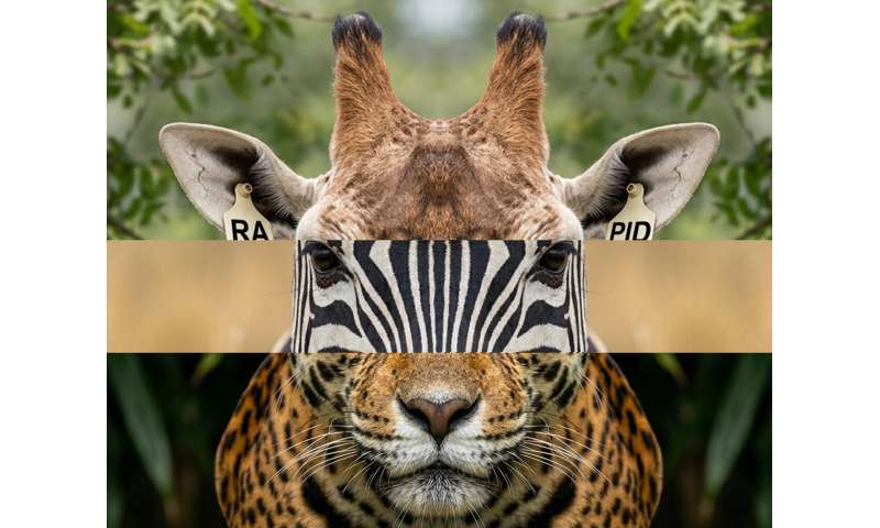 New AI tool identifies wild animals by their unique patterns in real time