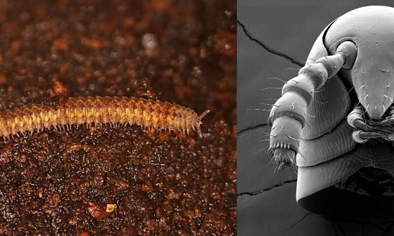 New findings complete first evolutionary history of all living millipede orders, dating back 460 million years