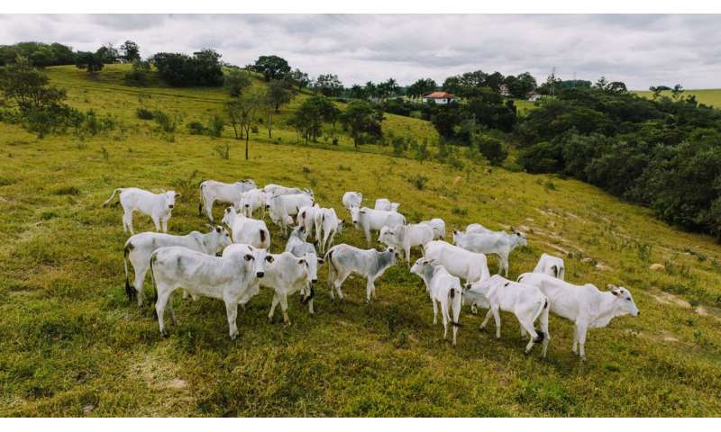 New research finds major gaps between EU anti-deforestation rules and realities on the ground in Brazil