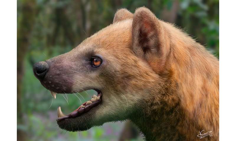 New species of Middle Miocene bear-dog described in tribute to Salvador Moyà-Solà