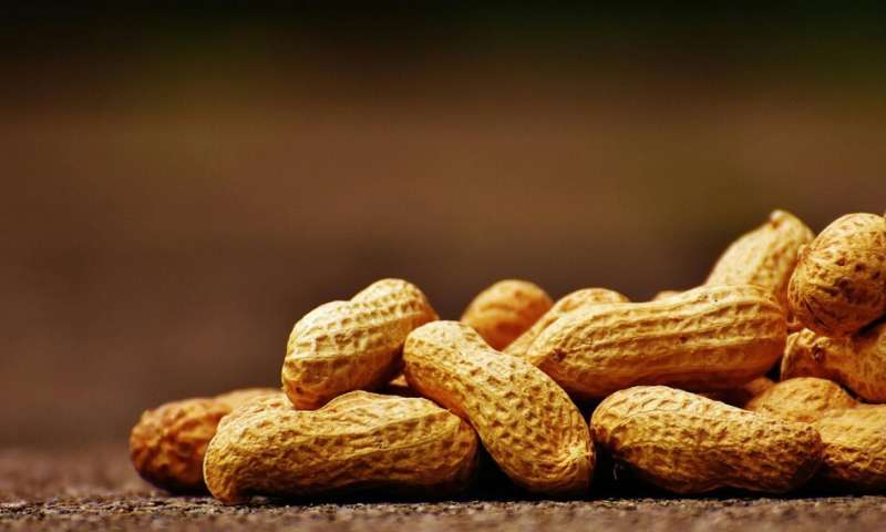 New study maps the peanut genome in its entirety