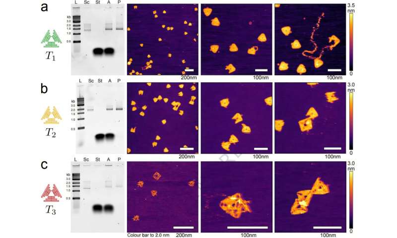 New tool to help build more reliable DNA nanostructures