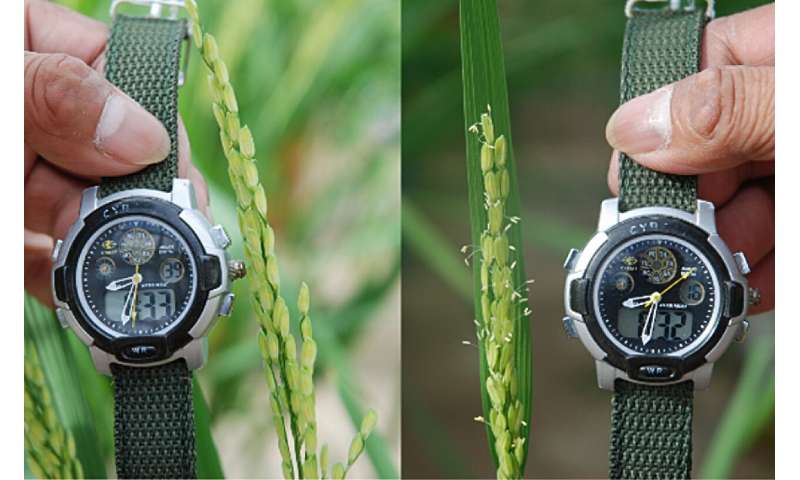 Newfound rice gene shifts flowering by 1.5 hours to dodge heat damage