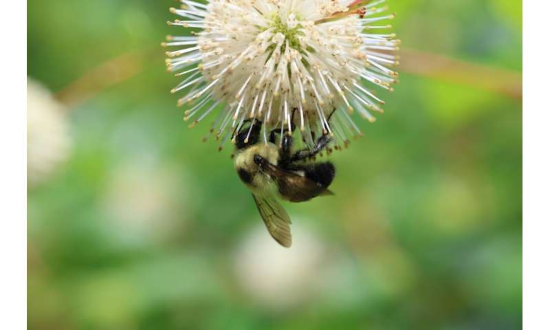 Next-generation pesticide disrupts bumblebee reproduction