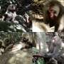 Not too sunny, not too shady, just right for Japanese macaques