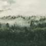 NZ's new forestry rules promise consistency: Will they also increase environmental risk?