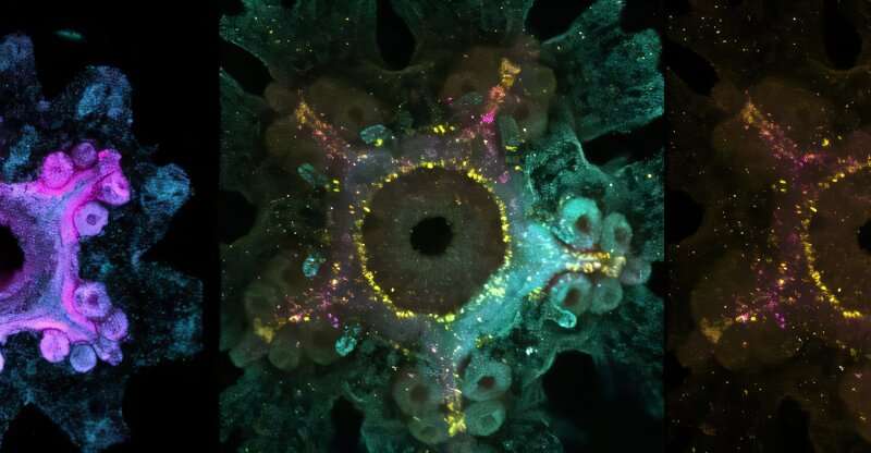 Our ovary blueprint is ancient, according to sea stars
