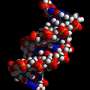 Overlooked DNA structures help organize the genome