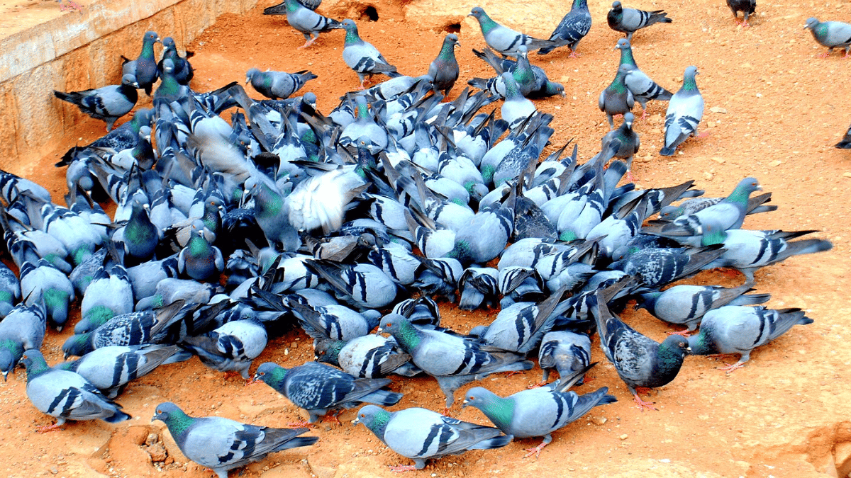 Pigeons are not the problem. Our bajra charity is