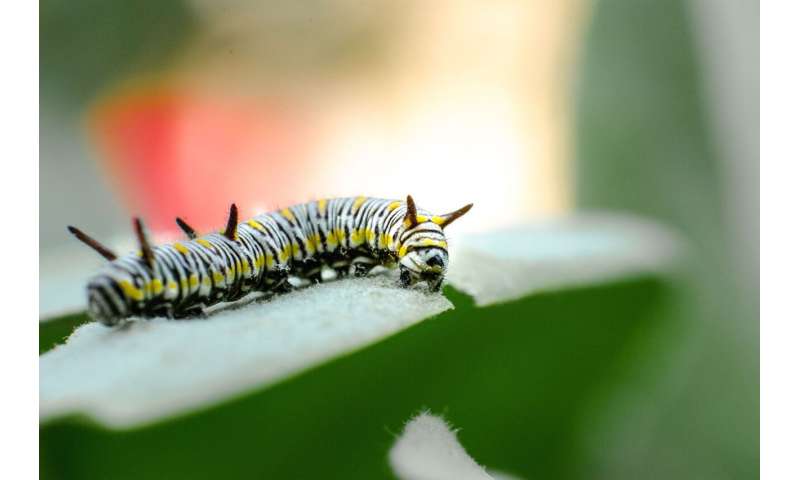 Plant diversity may explain why some caterpillars are fussy about their food