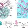 Previously unknown detoxification pathway for chloromethane revealed